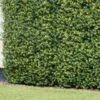 Bloom Buxus Artificial Hedge Screening 4pk -EcoPatio Shop 381711 artificial buxus hedge screening 1mx1m 2