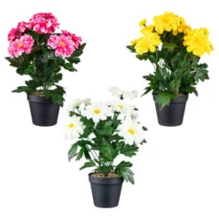 B&M Zinnia Plant Pot - Yellow -EcoPatio Shop 392826 zinnia in pot group